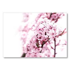 Dalda Kiraz Çiçekleri Beyaz Ve Flu Arkapl Plan Mdf Ahşap Tablo 50x70 cm