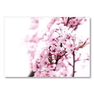 Dalda Kiraz Çiçekleri Beyaz Ve Flu Arkapl Plan Mdf Ahşap Tablo 25x35 cm