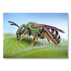 Yaprağın Üzerindeki Yaban Arısı Makro Çekim Mdf Ahşap Tablo 50x70 cm
