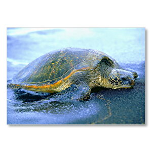 Kumsala Çıkan Caretta Caretta Mdf Ahşap Tablo 50x70 cm