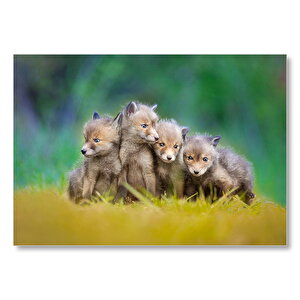 Çayırda Sevimli Tilki Yavruları Mdf Ahşap Tablo 50x70 cm