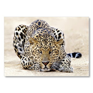 Kumların Üzerinde Pusudaki Leopar Mdf Ahşap Tablo 50x70 cm