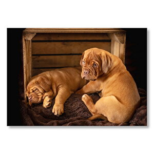 Kasadaki Kahverengi Boxer Yavruları Mdf Ahşap Tablo 50x70 cm