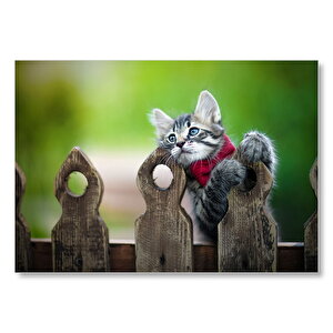 Çitlerin Üzerinde Oynayan Sevimli Tekir Kedi Mdf Ahşap Tablo 50x70 cm