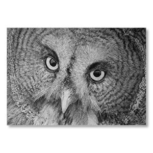 Gri Baykuş Yüz Yakın Çekim Mdf Ahşap Tablo 35x50 cm