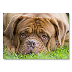 Kahverengi Boxer Çimlerde Uzanıyor Yakın Çekim Mdf Ahşap Tablo 25x35 cm