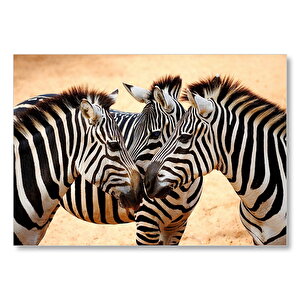Savanada Üç Kafadar Zebra Yakın Plan Mdf Ahşap Tablo 50x70 cm