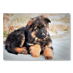 Kahverengi Siyah Sevimli Yavru Köpek Mdf Ahşap Tablo 50x70 cm