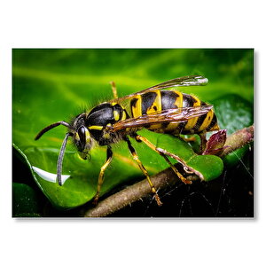Yapraktan Su İçen Eşek Arısı Makro Çekim Mdf Ahşap Tablo 50x70 cm