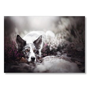 Siyah Beyaz İngliz Çoban Köpeği Mdf Ahşap Tablo 25x35 cm