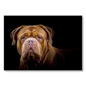 Bulldog Yakın Çekim Karanlık Arka Plan Mdf Ahşap Tablo 25x35 cm