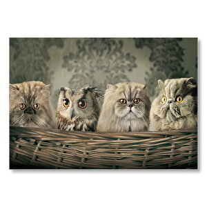Sepetin İçinde Üç Kedi Ve Bir Baykuş Mdf Ahşap Tablo 25x35 cm