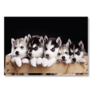 Tahta Kasa İçinde Beş Husky Yavrusu Mdf Ahşap Tablo 25x35 cm