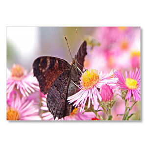 Mor Çiçeklerin Üzerindeki Kahverengi Kelebek Mdf Ahşap Tablo 50x70 cm