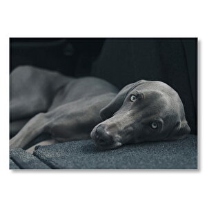 Siyah Doghound Siyah Zemin Karanlık Arka Plan Mdf Ahşap Tablo 35x50 cm