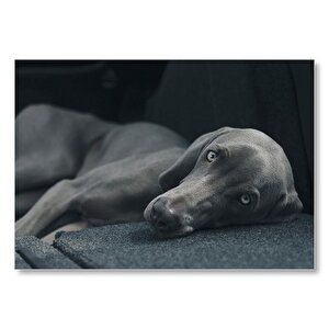 Siyah Doghound Siyah Zemin Karanlık Arka Plan Mdf Ahşap Tablo 50x70 cm