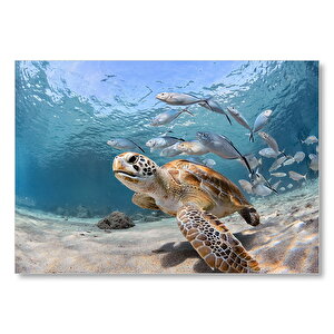 Sevimli Caretta Ve Ton Balıkları Mdf Ahşap Tablo 35x50 cm