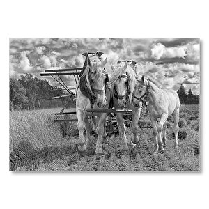 Hasat Yapan İki At Ve Yanlarındaki Tay Monokrom Mdf Ahşap Tablo 25x35 cm