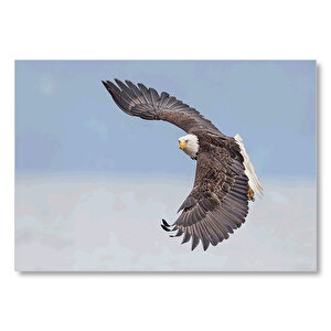 Alaska Kel Kartalı Gökyüzünde Süzülüyor Mdf Ahşap Tablo 25x35 cm