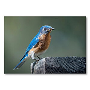 Kütüğün Üzerindeki Göğsükızıl Kuşu Yakın Çekim Mdf Ahşap Tablo 25x35 cm