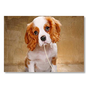 Beyaz Kızıl Sevimli Cocker Spaniel Mdf Ahşap Tablo 35x50 cm