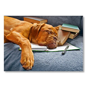 Kitap Defter Kalem Ve Gözlüklü Kahverengi Buldog Mdf Ahşap Tablo 35x50 cm