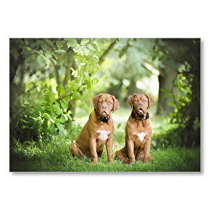 Yeşil Ağaçlar Arasındaki Kahverengi Boxerlar Mdf Ahşap Tablo 35x50 cm