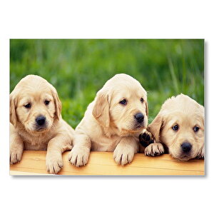 Kütüğün Üzerinde Üç Sevimli Labrador Mdf Ahşap Tablo 35x50 cm