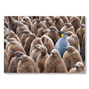 Yetişkin Kral Penguven Ve Yavru Penguenler Görseli Mdf Ahşap Tablo 25x35 cm