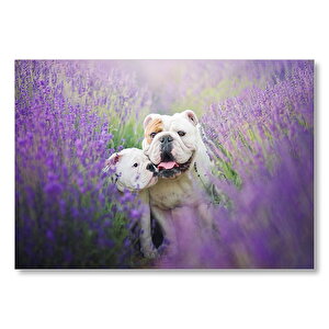 Lavantalar Arasında Bulldoglar Mdf Ahşap Tablo 25x35 cm