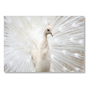 Beyaz Tavus Kuşu Görseli Mdf Ahşap Tablo 25x35 cm