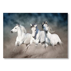 Doğada Koşan Üçlü Beyaz Atlar Görseli Mdf Ahşap Tablo 50x70 cm