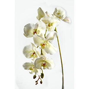 Yapay Çiçek Gerçek Dokulu Lux Beyaz Orkide Dalı Beyaz