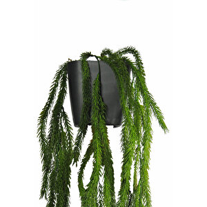 Yapay Çiçek Siyah Plastik Maxi Boy Saksı İçerisinde Lux Yeşil Çam Sarkıtı