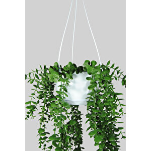 Yapay Çiçek Beyaz Sarkan Sepet İçerisinde Çakıl Taşı Detaylı Yeşil Okaliptus Sarkıtı
