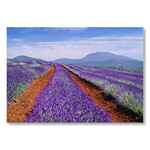 Avustralya Tazmanya Lavanta Tarlaları Mdf Ahşap Tablo 50x70 cm