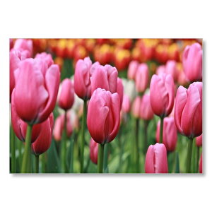 Pembe Lale Tarlası Görseli Mdf Ahşap Tablo 25x35 cm