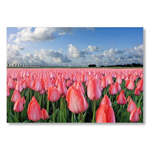 Pembe Lale Bahçesi Görseli Mdf Ahşap Tablo 50x70 cm