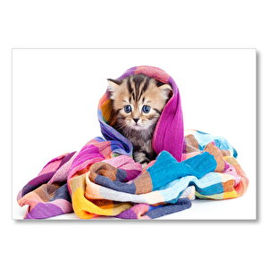 Renkli Battaniyede Yavru Kedi Görseli Mdf Ahşap Tablo 25x35 cm