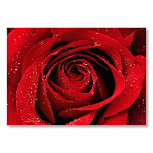 Yağmur Damlası Ve Güzel Gül Fotoğrafı Mdf Ahşap Tablo 35x50 cm
