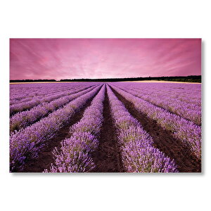 Lavanta Tarlaları Ve Mor Gökler Mdf Ahşap Tablo 50x70 cm