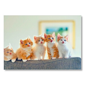 Koltukta Sarı Beyaz Yavru Kediler Mdf Ahşap Tablo