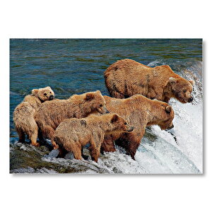 Nehir Kıyısındaki Boz Ayılar Mdf Ahşap Tablo 50x70 cm