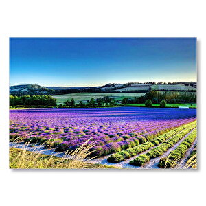 Lavanta Tarlası Ve Yeşil Tepeler Mdf Ahşap Tablo 35x50 cm