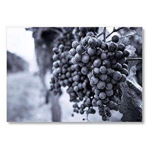 Üzüm Bağı Siyah Üzüm Görseli Mdf Ahşap Tablo 50x70 cm