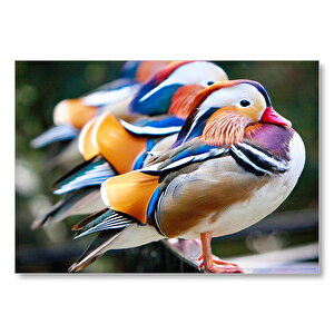 Mandarin Ördekleri Mdf Ahşap Tablo 35x50 cm