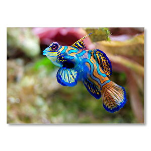 Mavi Mandarin Balığı Mdf Ahşap Tablo 25x35 cm