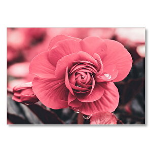 Kırmızı Çiçek Ve Damlalar Yakın Plan Mdf Ahşap Tablo 25x35 cm
