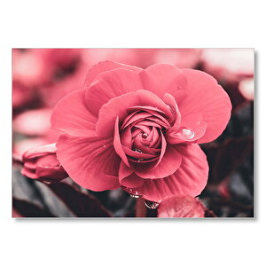 Kırmızı Çiçek Ve Damlalar Yakın Plan Mdf Ahşap Tablo