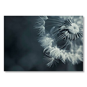 Karahindiba Tohumu Yakın Plan Mdf Ahşap Tablo 50x70 cm